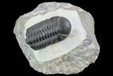 Austerops Trilobite - Excellent Eye Facets #89324-1